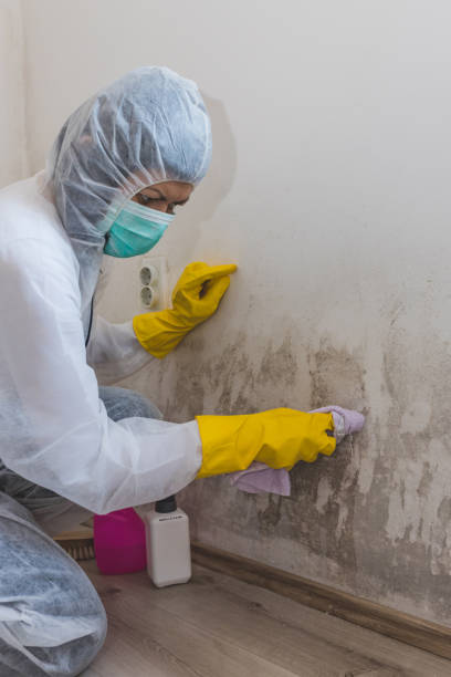 Best Forensic Mold Investigation  in Taylor Creek, FL
